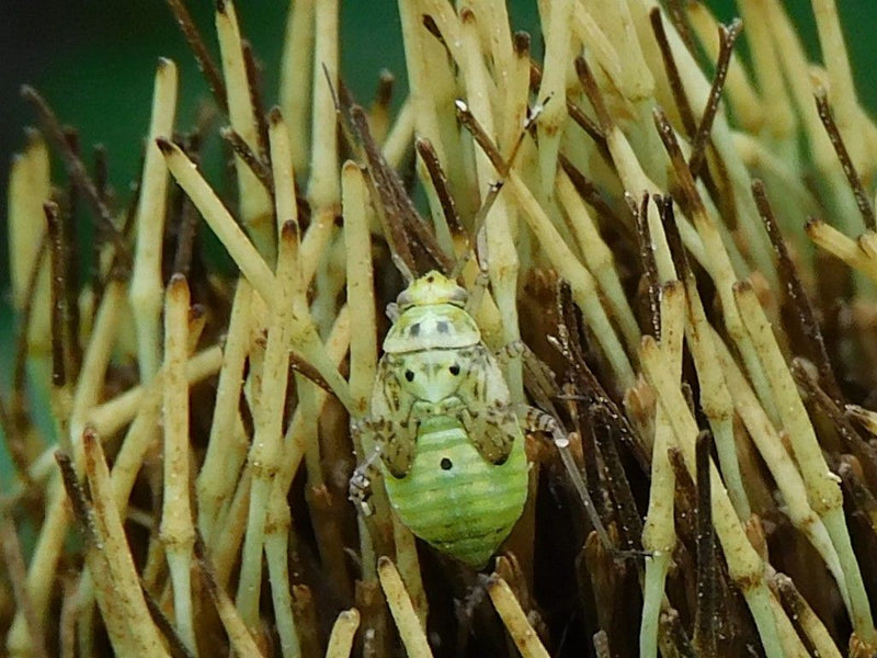 Wiesenwanze — foto 1 van 1