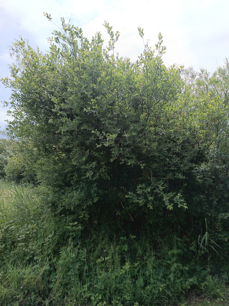 weiland — Bild 1