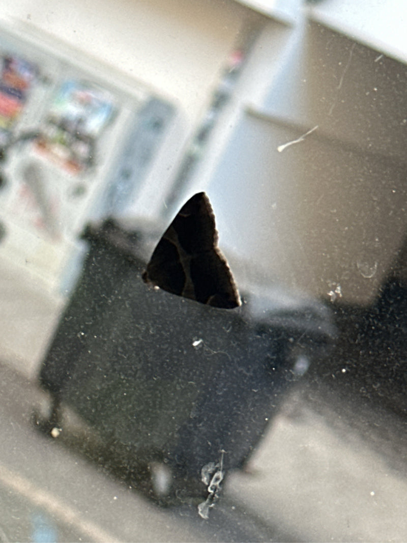 Wilgenbastmot — Bild 2