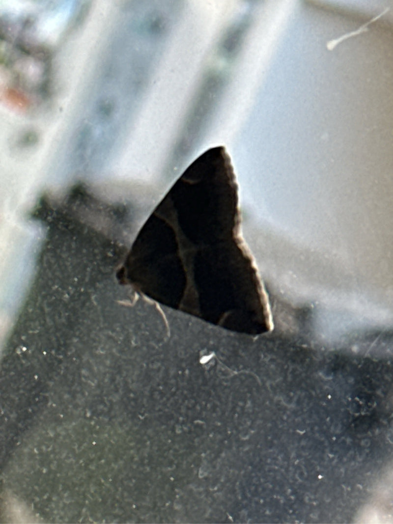 Wilgenbastmot — Bild 1