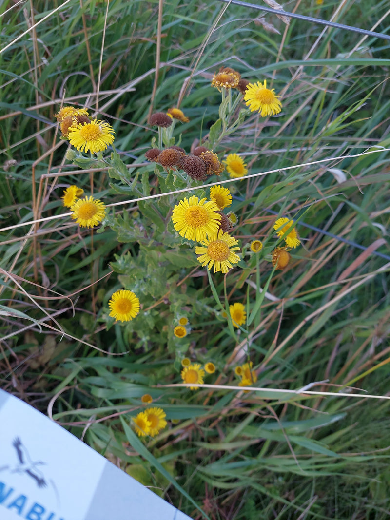 Wilgenbladige elecampane — foto 1 van 2