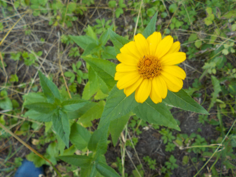 Wilgenbladige zonneoog — Bild 2