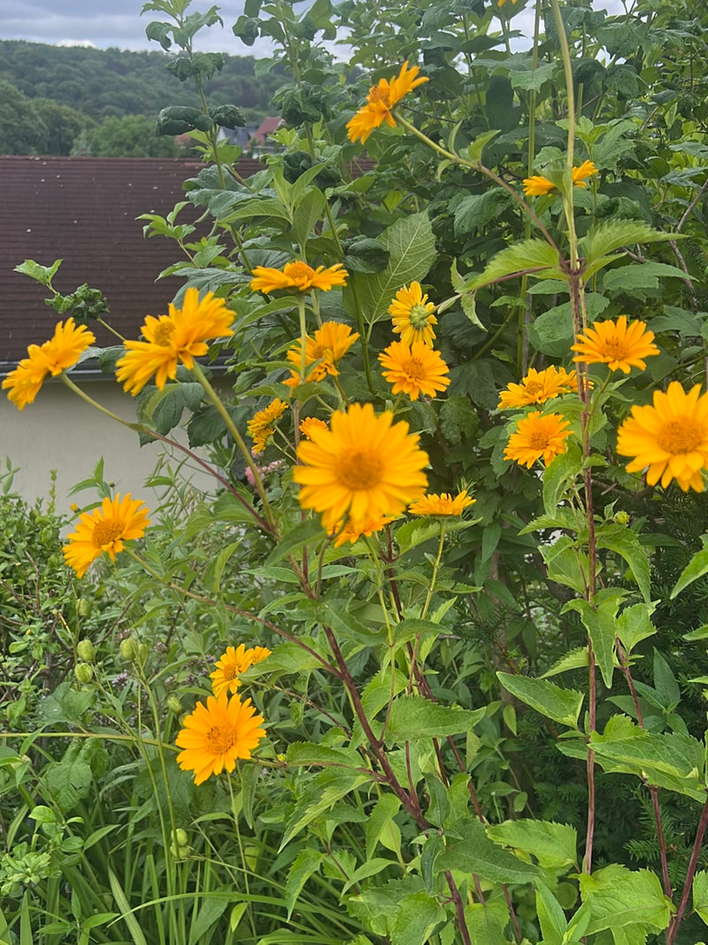 Wilgenbladige zonneoog — Bild 1