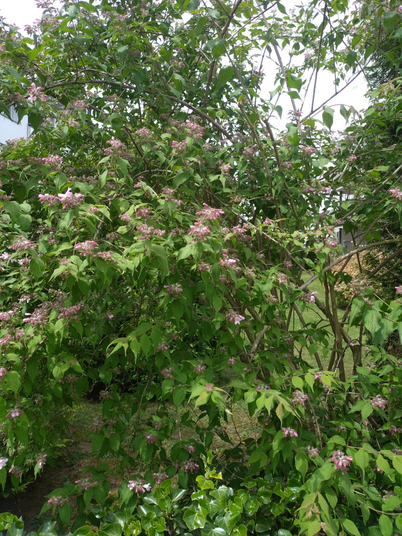 Er is een grote Weigela-struik te zien met talrijke groene bladeren en roze bloemen.