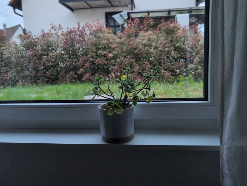 Wierook plant — Bild 1