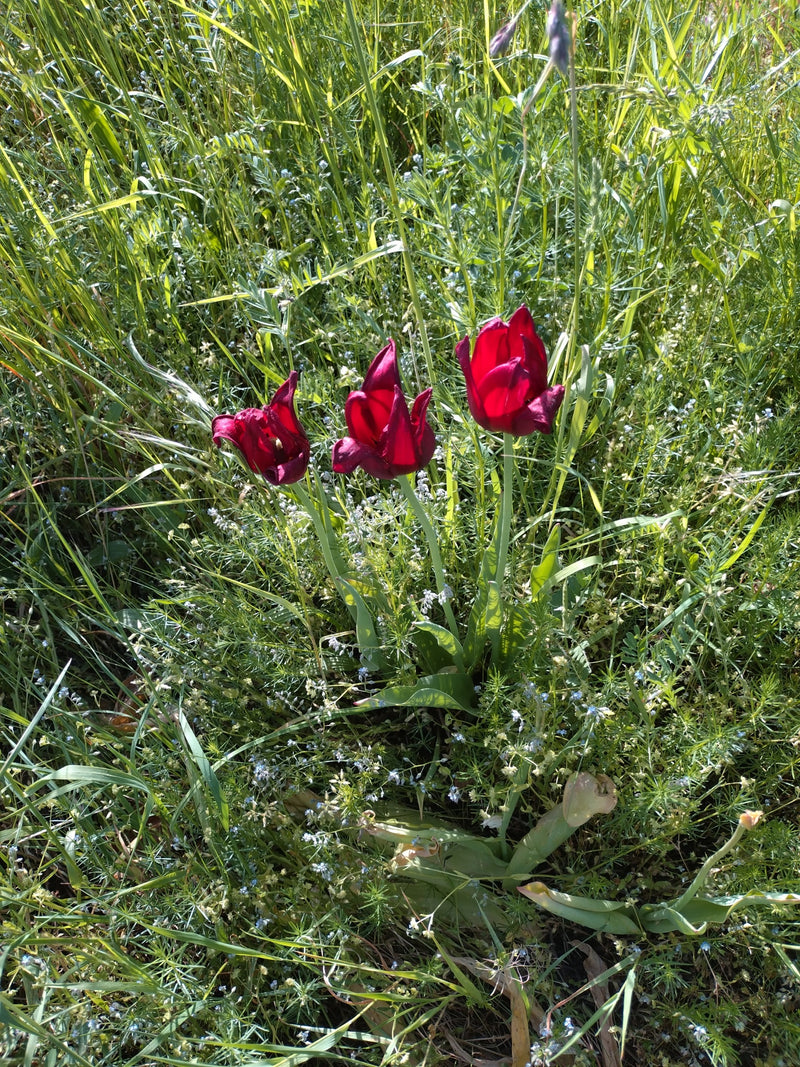 Wijngaard tulp — Bild 1