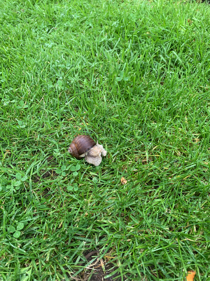 Een wijngaardslak beweegt zich langzaam over een groene weide. Het dier is van bovenaf goed zichtbaar.