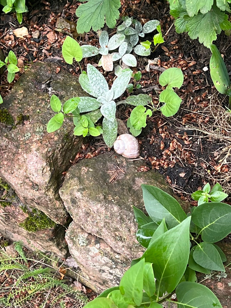 Een wijngaardslak ligt met huisje op een stenige grond tussen kleine plantjes en aarde. Het bovenaanzicht toont het dier in zijn natuurlijke omgeving.