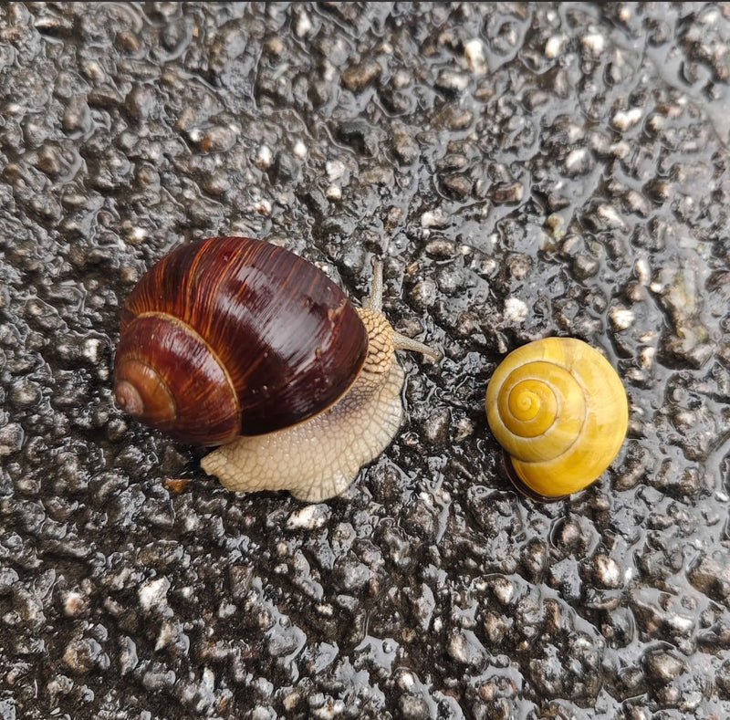 Een wijngaardslak kruipt over nat asfalt naast een gele tuinslak.