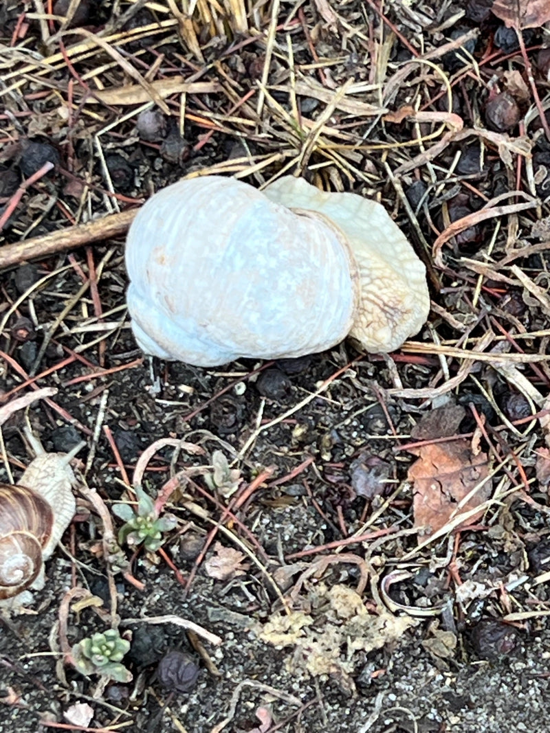 Een wijngaardslak met een lichte schelp rust op een bodem van grond, naalden en kleine takjes. Een andere, kleinere slak is linksonder zichtbaar.