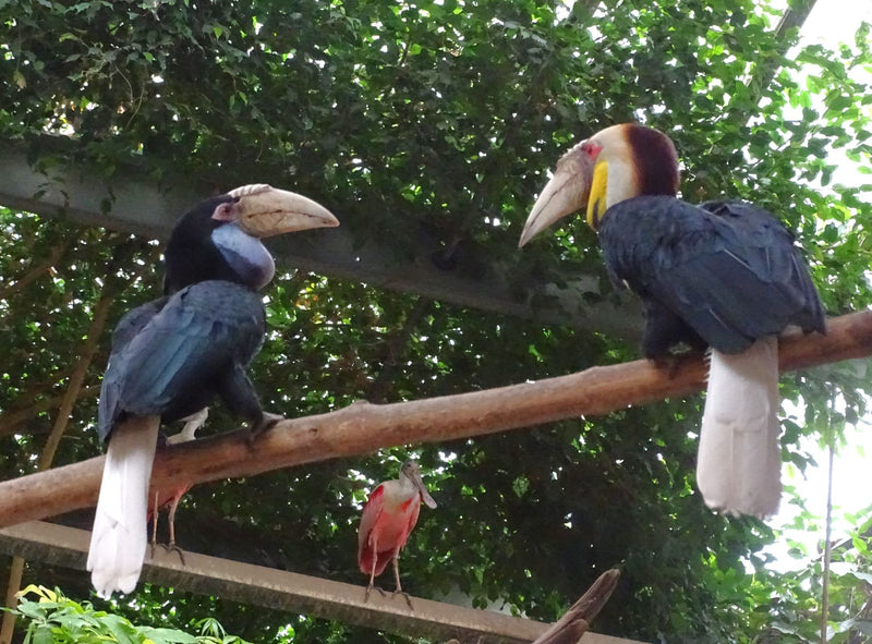 Wellenhornvogel — Bild 1