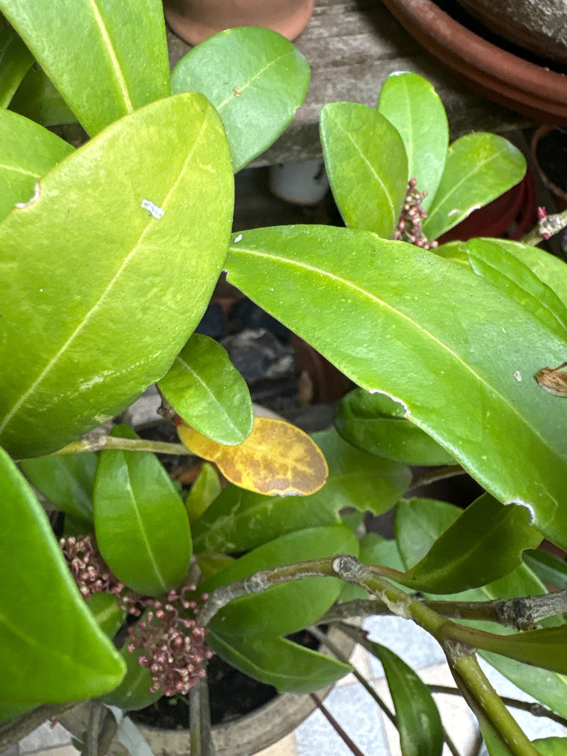 Bovenaanzicht van de leerachtige groene bladeren en kleine bloemknopjes van een Ixora coccinea in een pot.