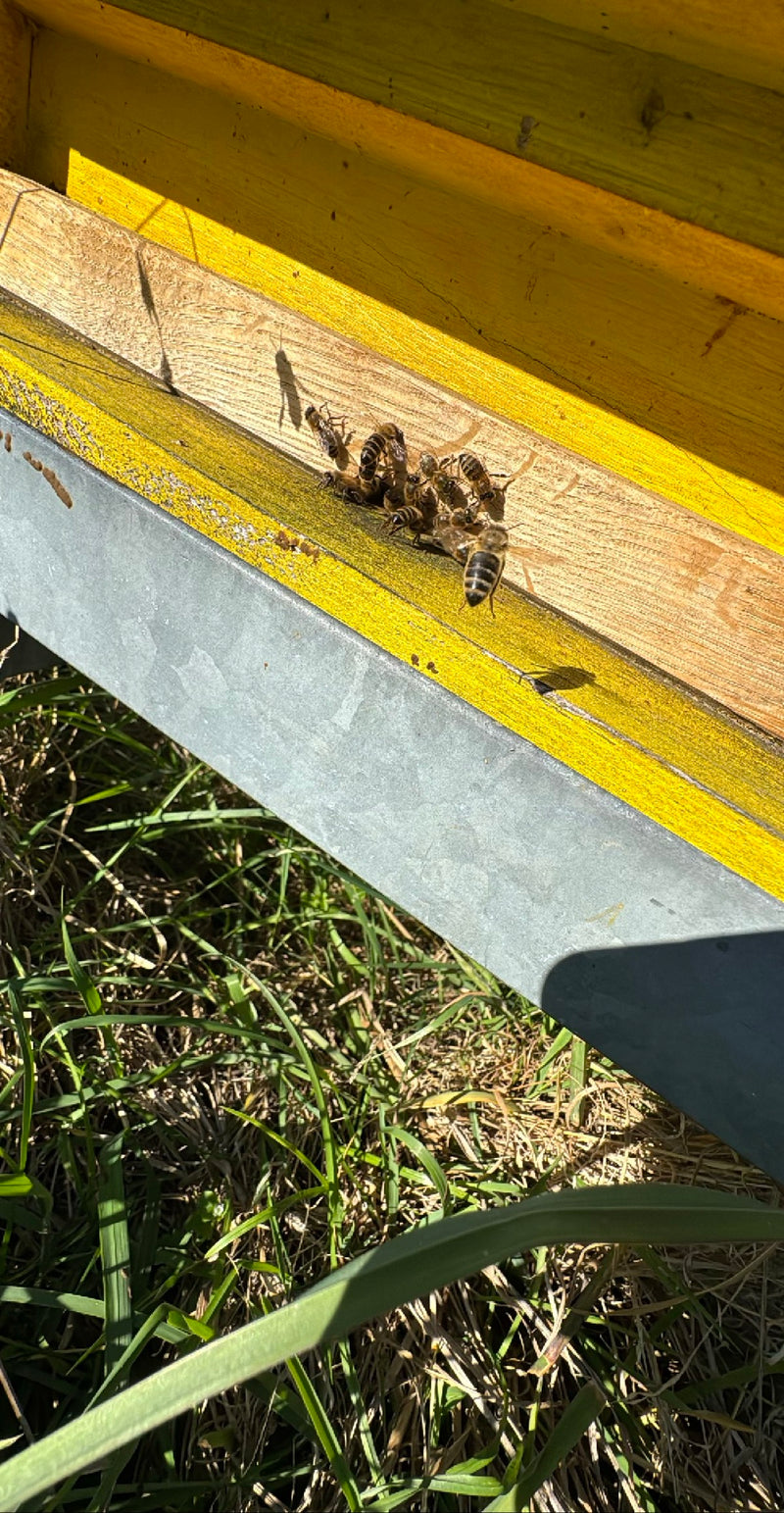 honingbij — Bild 1