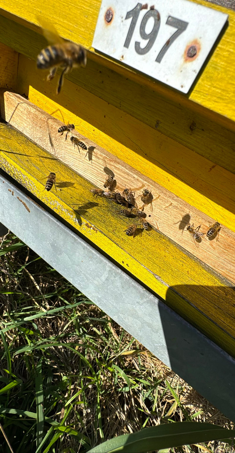 honingbij — Bild 2