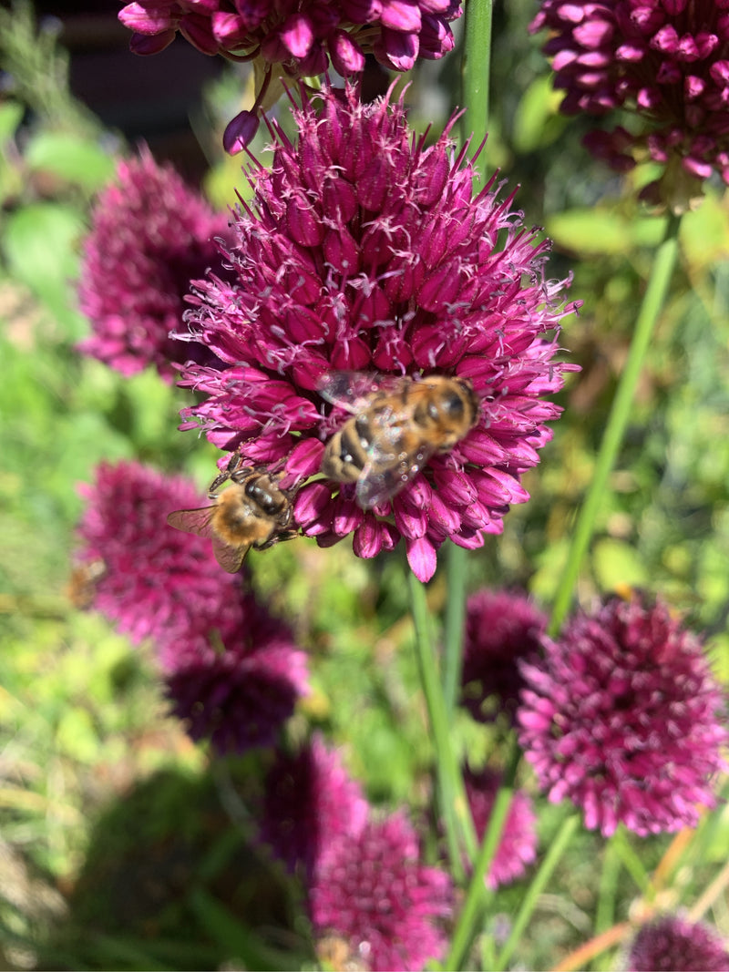 Twee honingbijen zitten op de paarse bloemen van een ronde sierui en verzamelen nectar. Ze zijn goed zichtbaar en bewegen zich actief tussen de afzonderlijke...