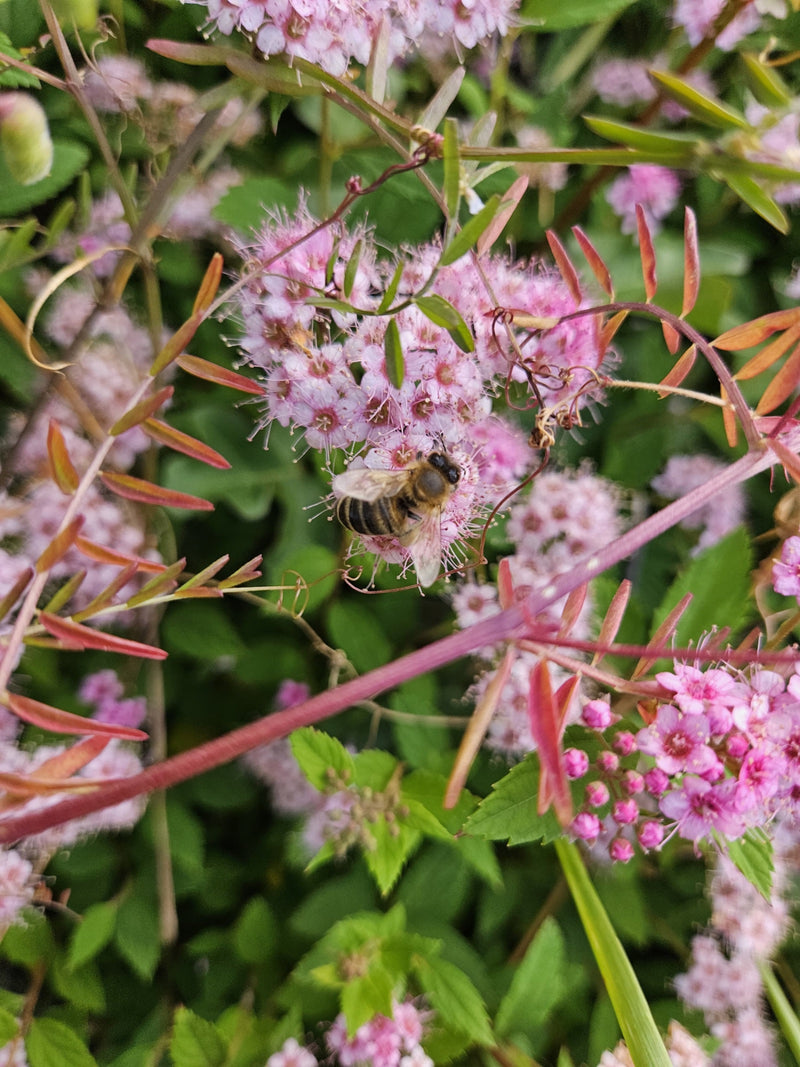 Een honingbij zit op roze bloemen nectar te verzamelen. Het insect is duidelijk zichtbaar.