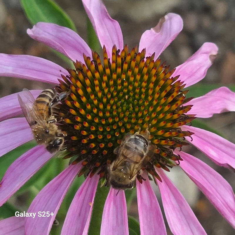 Twee honingbijen zitten in het midden van een roze bloem en verzamelen nectar. Ze zijn duidelijk zichtbaar.
