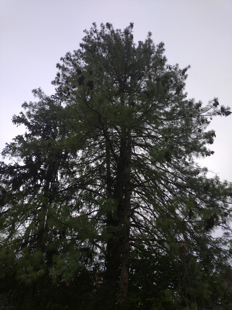 Witte den — Bild 1