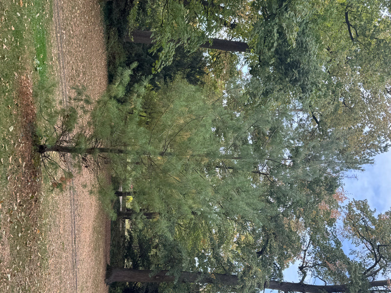 Een jonge Weymouthden staat op een grasveld in een park, omringd door grotere loofbomen.