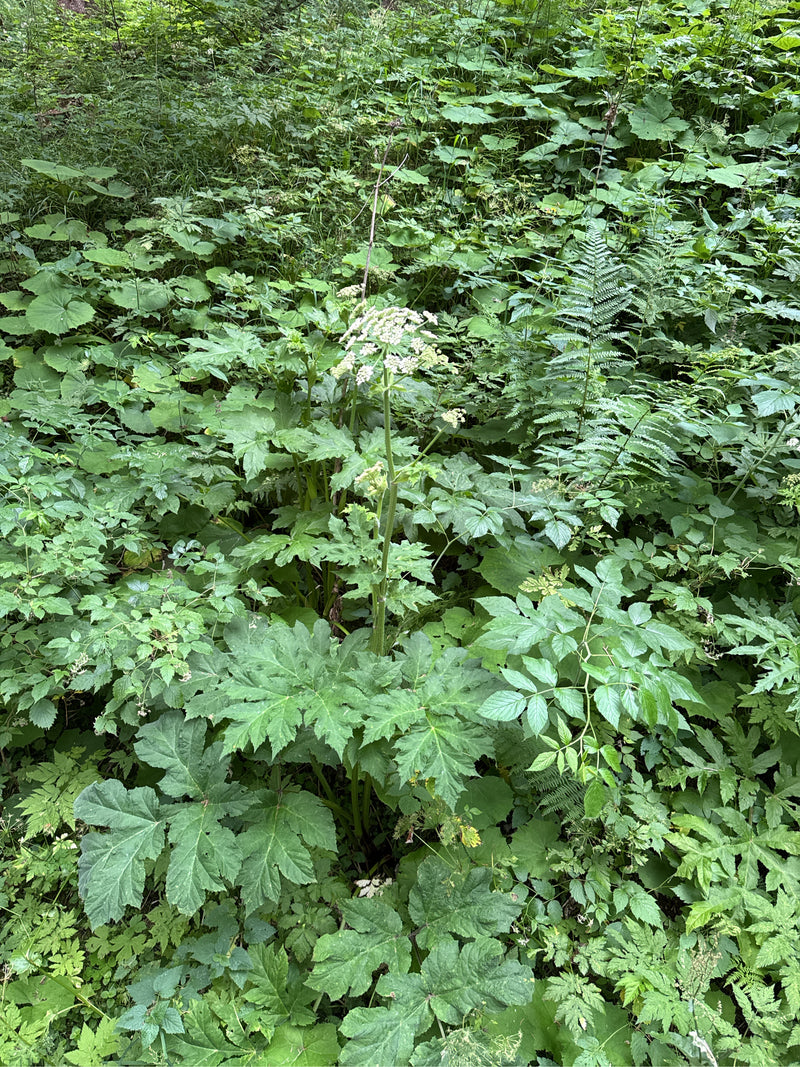 Te zien is een gewone berenklauw met grote, ingesneden bladeren en een kenmerkende witte bloeiwijze. De plant staat midden in weelderig bosplantsoen en ander...