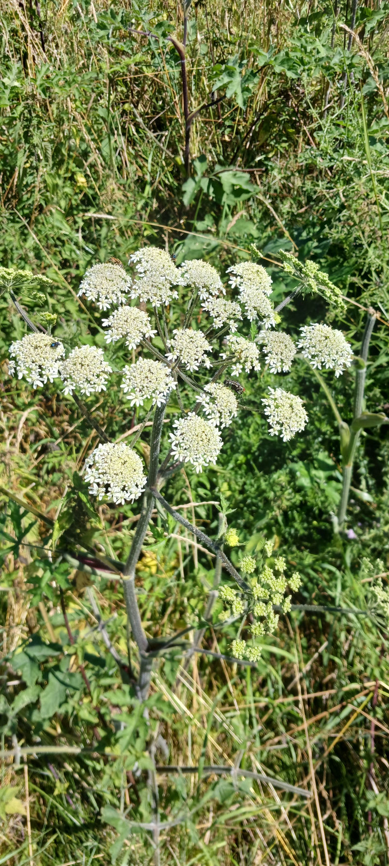 De grote, witte schermvormige bloeiwijze van de gewone berenklauw is te zien in een weiland. De plant bloeit en vertoont zijn typische groeiwijze.