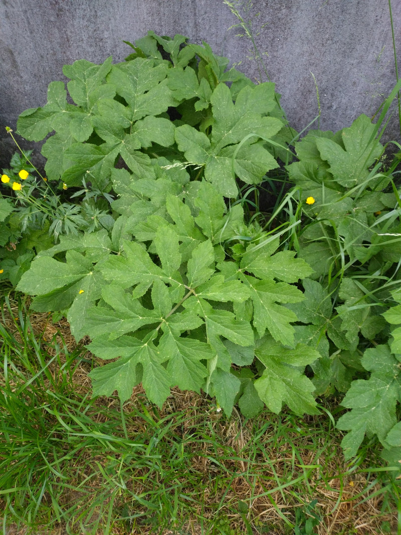 Weideberenklauw — Bild 1