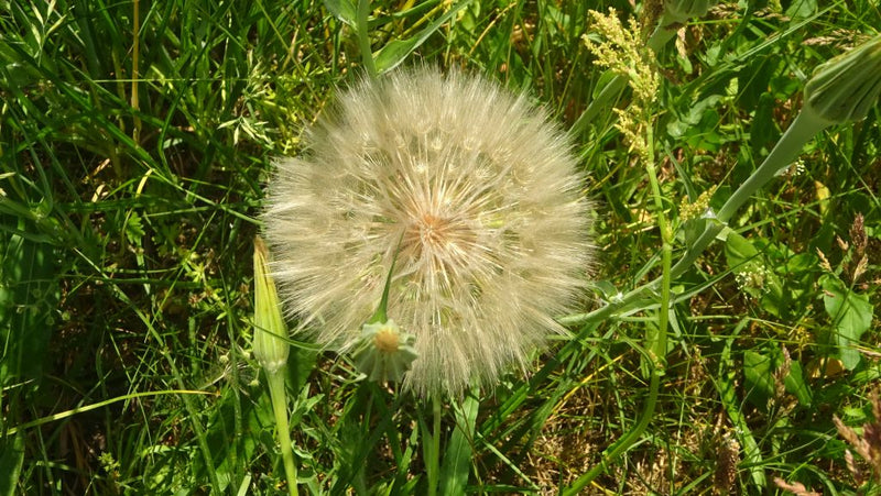 Het grote, kogelvormige zaadhoofd van de gele morgenster is te zien midden in een groene weide. De rijpe vruchten met hun pluisjes zijn klaar om door de wind...