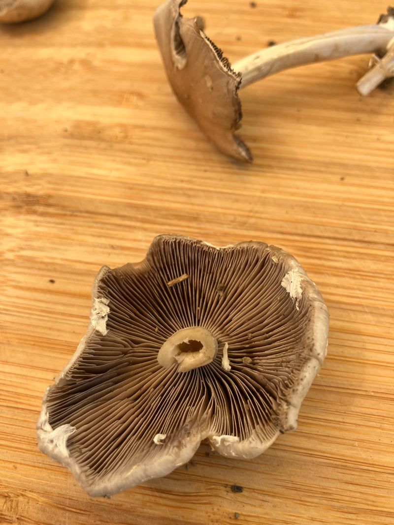 Wiesen-Champignon — Bild 5