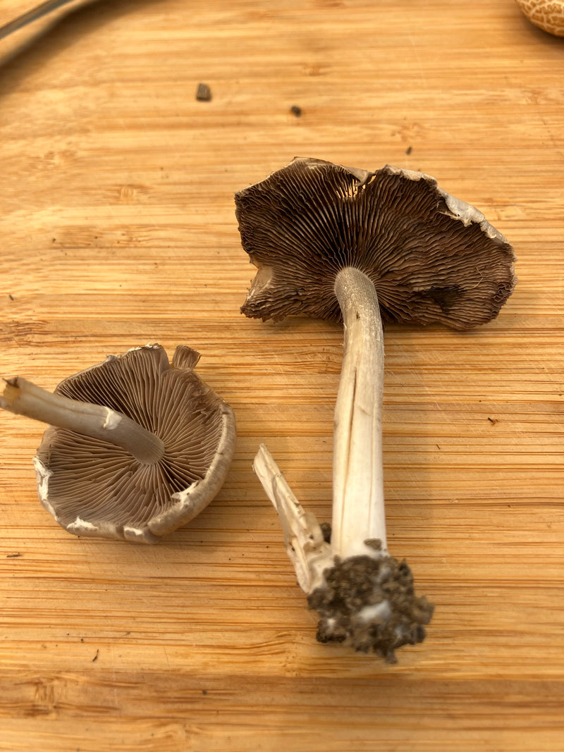 Wiesen-Champignon — Bild 4