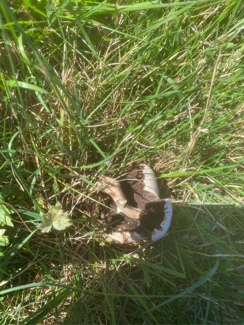 Een weidechampignon ligt in dicht gras met zichtbare donkere lamellen en steel.