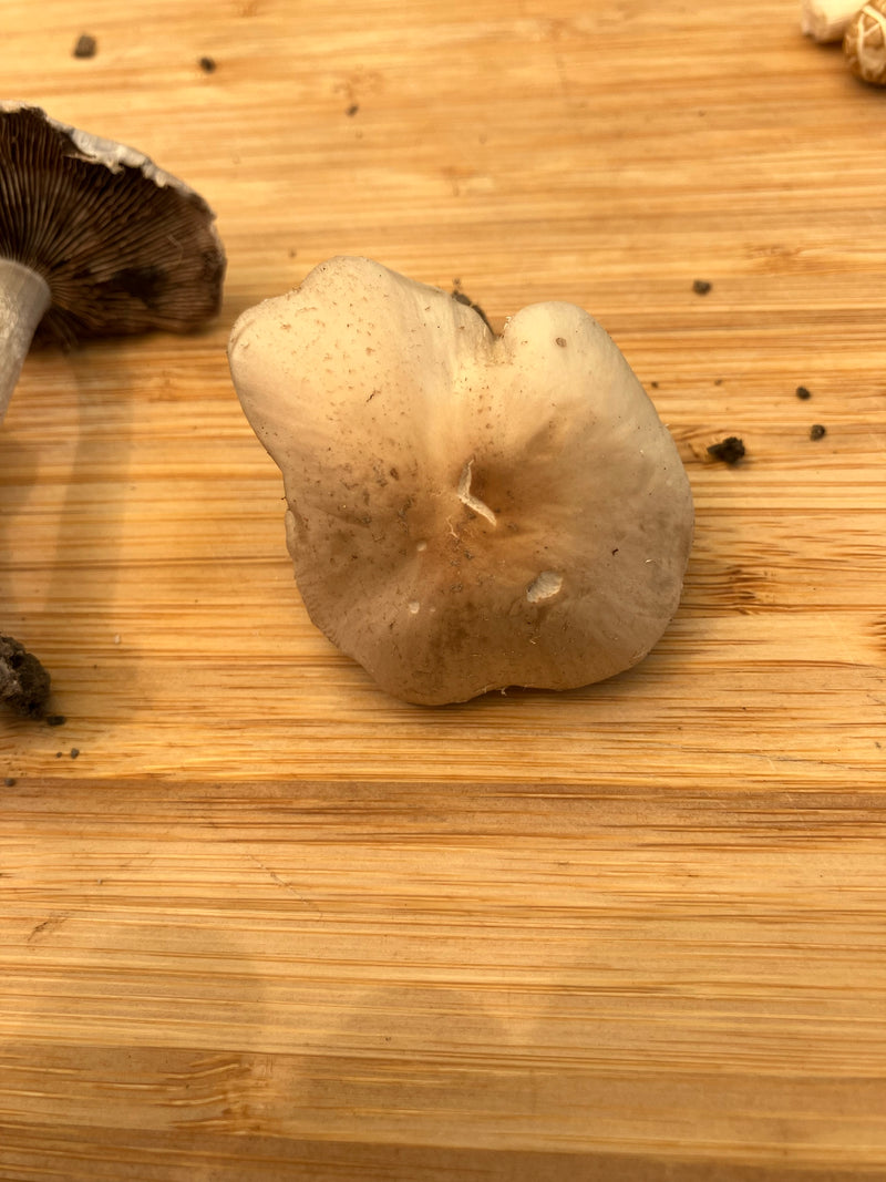 Wiesen-Champignon — Bild 3