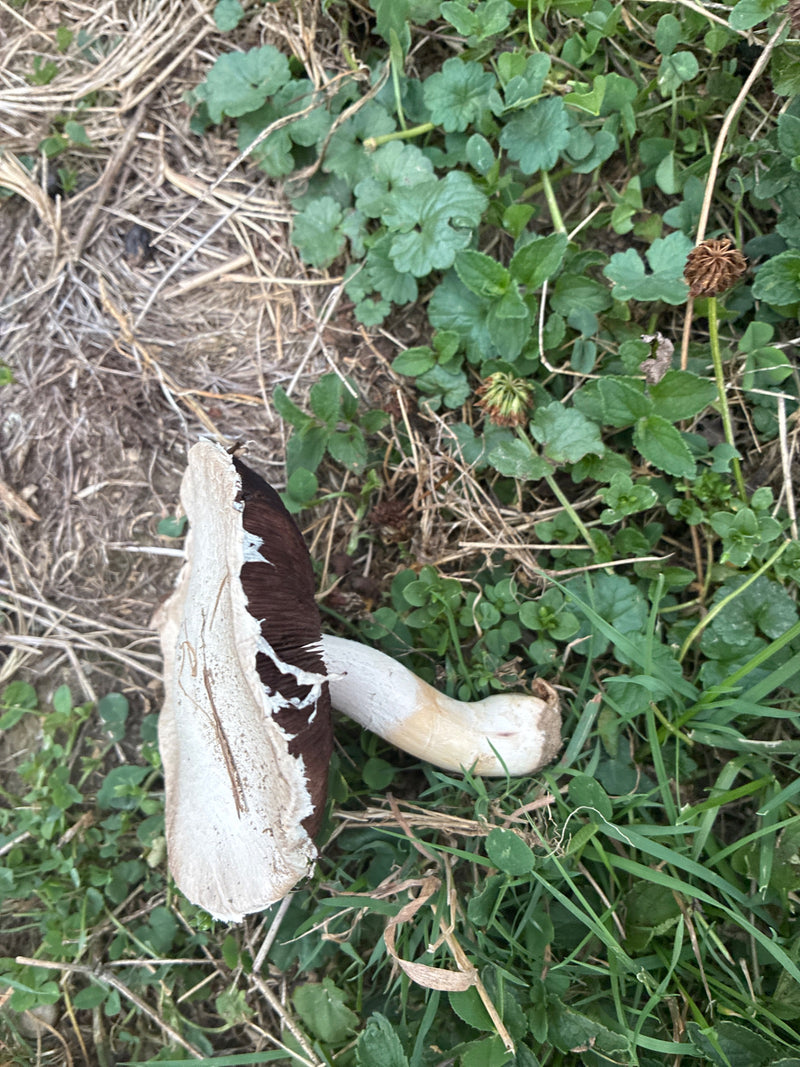 Weide paddestoel — foto 2 van 21