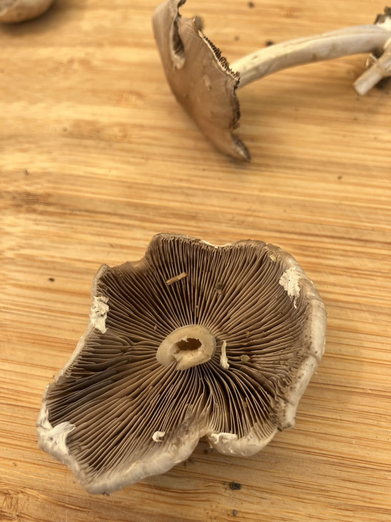 Wiesen-Champignon — Bild 1