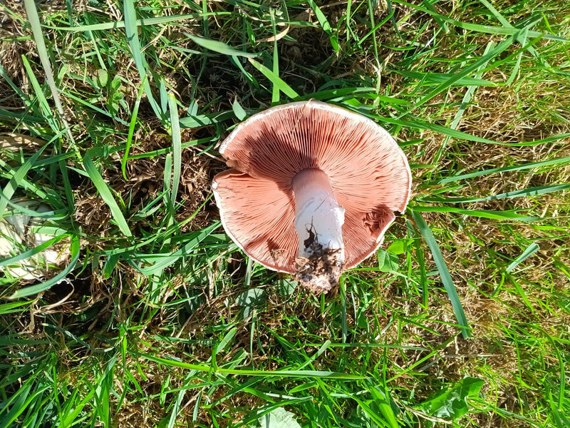 Weide paddestoel — foto 1 van 21