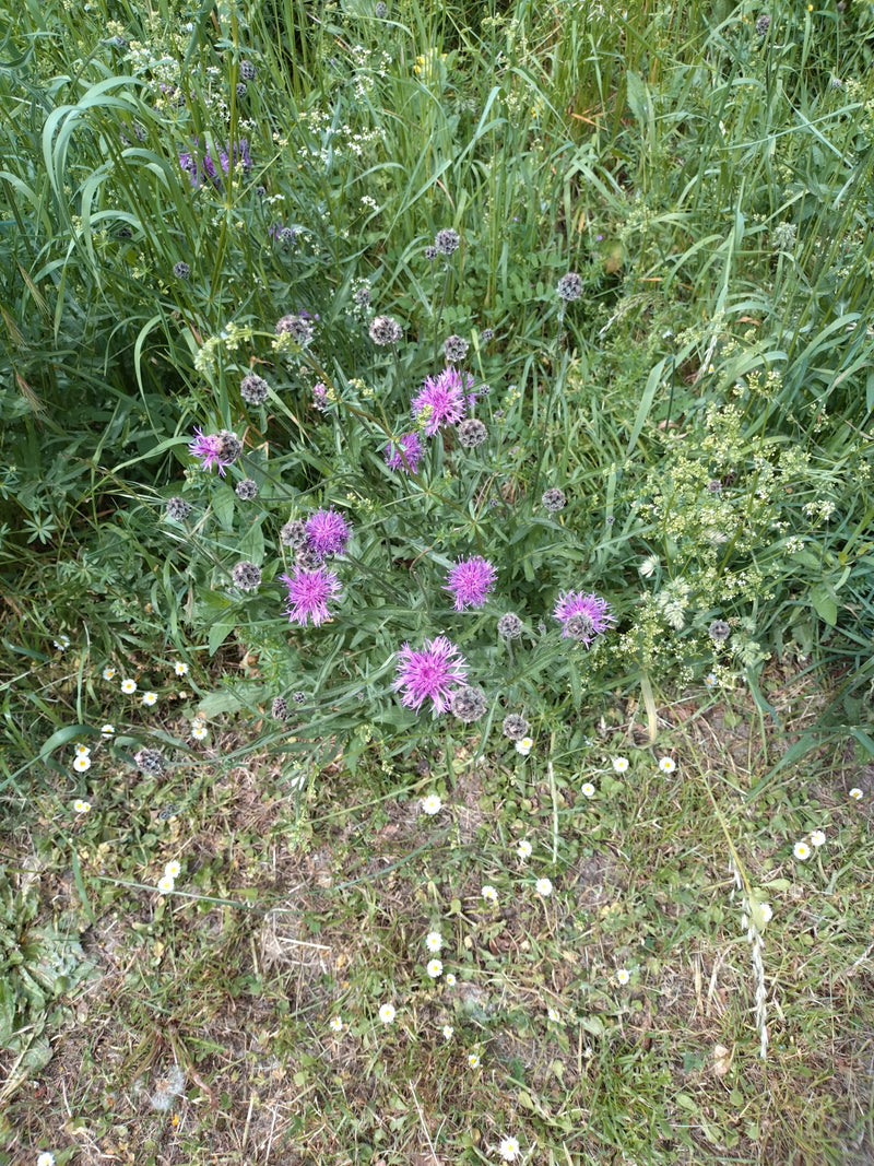 Weideknoopkruid — Bild 1
