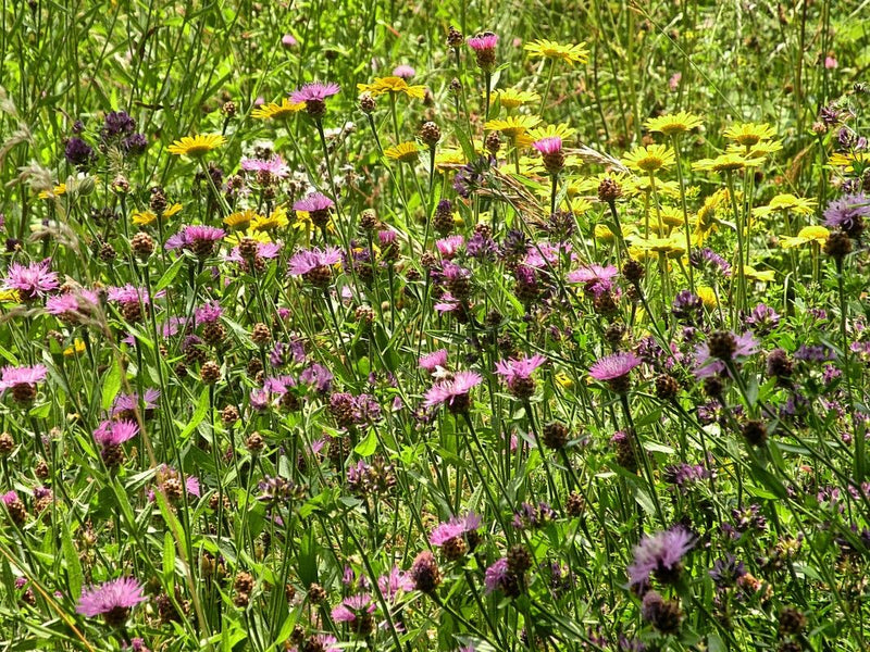 De afbeelding toont een bloeiende beemdkroon met haar kenmerkende purperen bloemhoofdjes in een kleurrijke weide. De plant staat tussen grassen en andere wil...