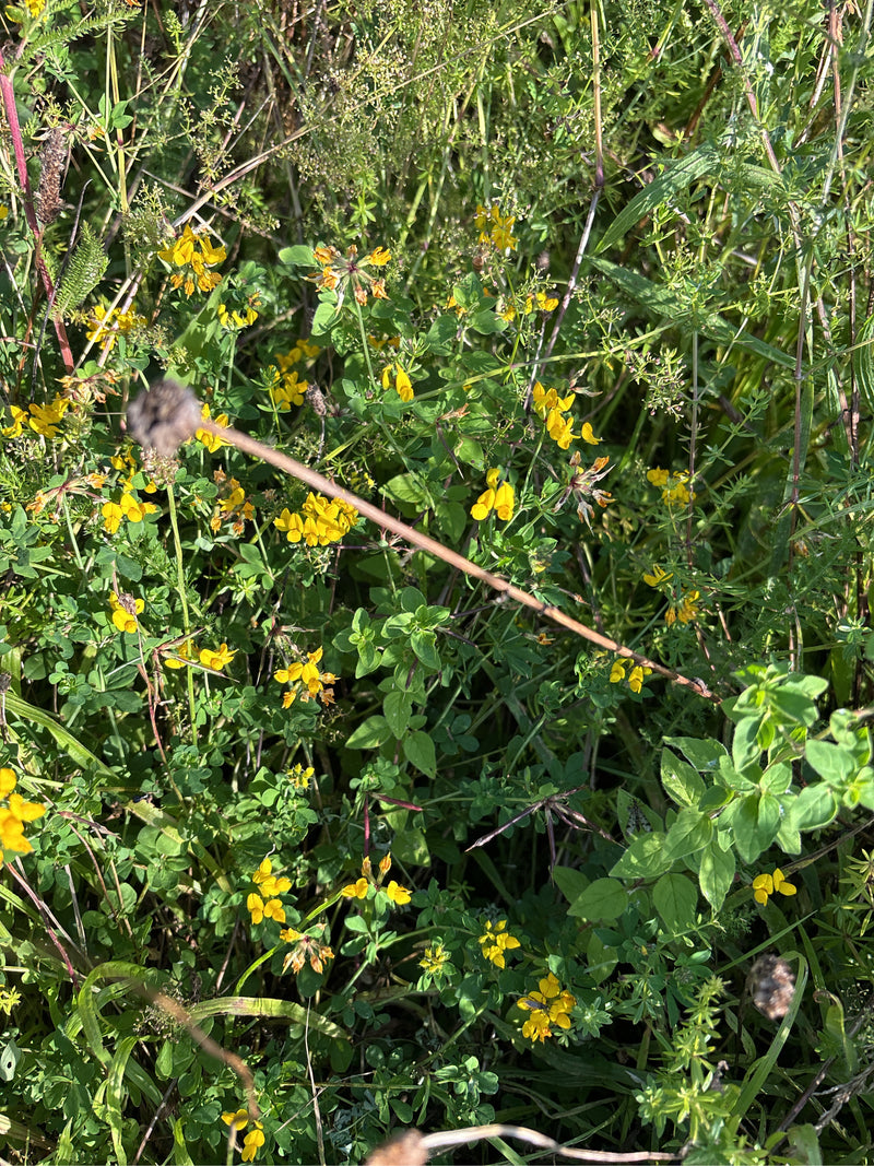 Weideknoopkruid — foto 2 van 25