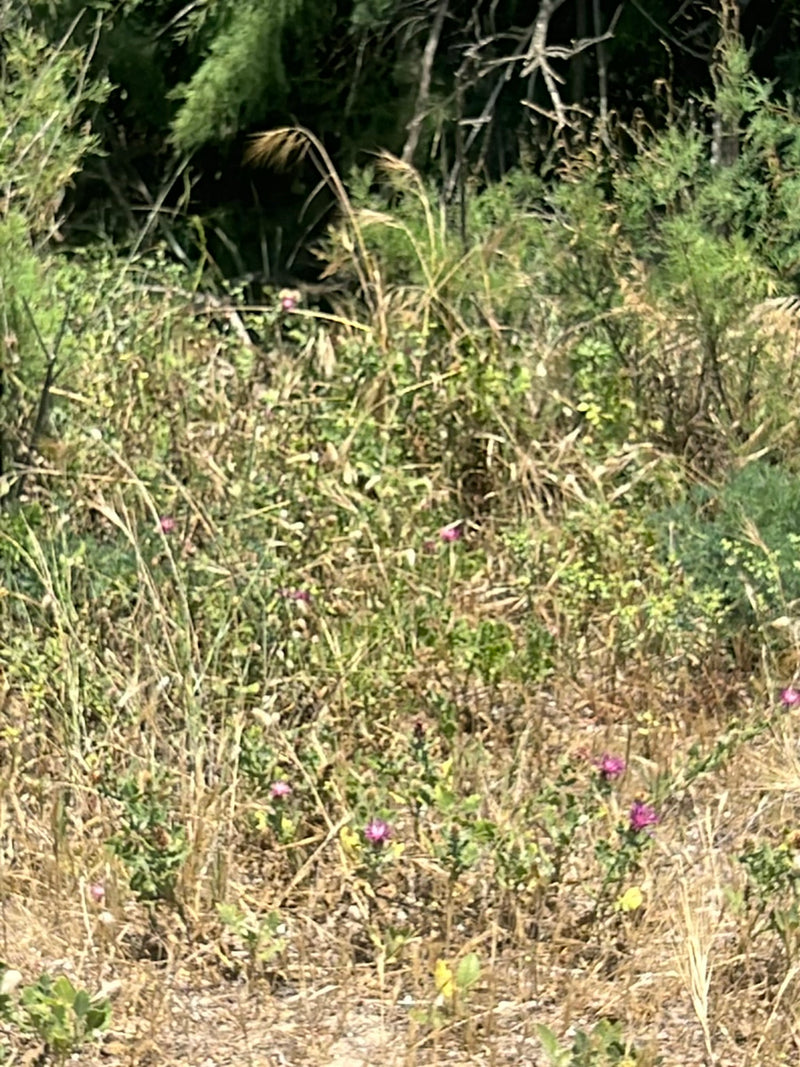 De afbeelding toont een weiland met verschillende verafgelegen knoopkruiden. De plante tonen hun kenmerkende paarse bloemen.