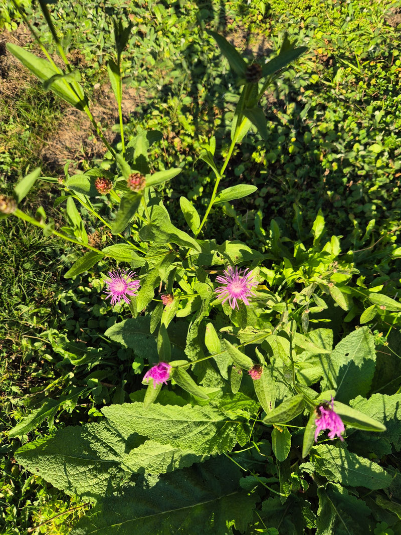 Een bloeiend knoopkruid met meerdere roze-paarse bloemhoofdjes groeit te midden van zonnige weidevegetatie.