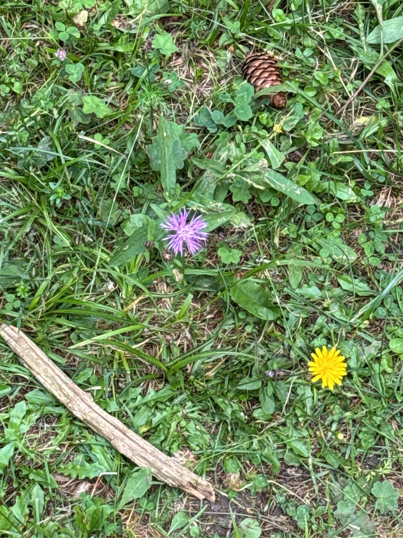 De afbeelding toont de paarse bloem van een knoopkruid groeiend te midden van groen gras en weidekruiden. Een gele paardenbloem is in de buurt te zien.