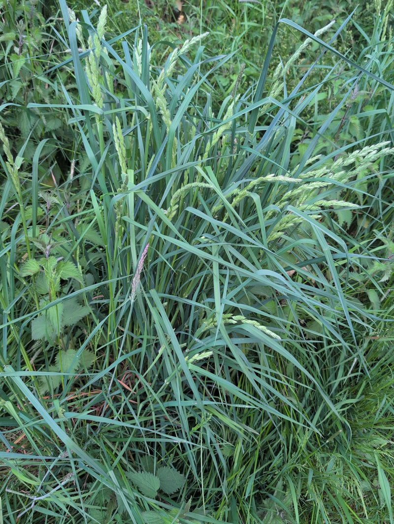Wiesen-Fuchsschwanz — Bild 3