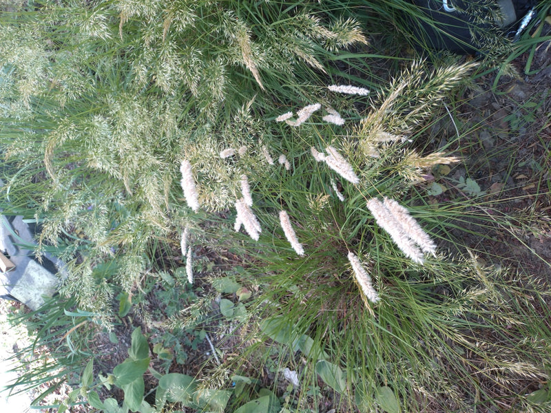 Te zien is de grote vossenstaart met zijn kenmerkende, cilindrische bloeiwijzen in een groenvoorziening. De opname toont de plant van boven in zijn natuurlij...