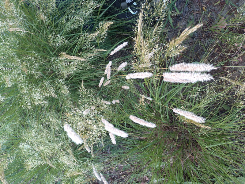De afbeelding toont de grote vossenstaart met zijn kenmerkende cilindrische bloeiwijzen in een weiland.