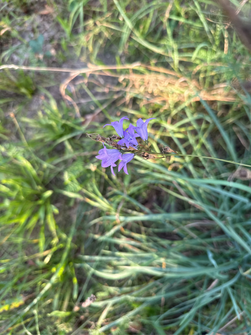 Klokje verspreiden — foto 3 van 11