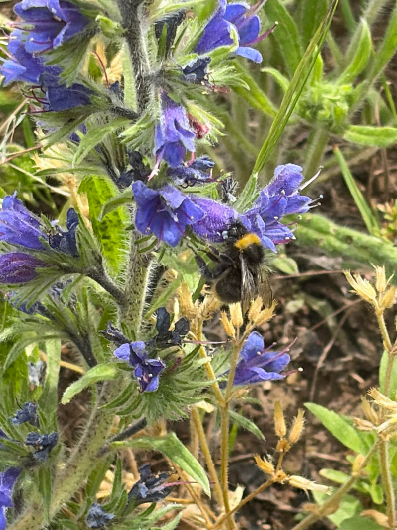 Een weidehommel zit op een paarse bloem en is duidelijk zichtbaar. Ze is op zoek naar nectar.