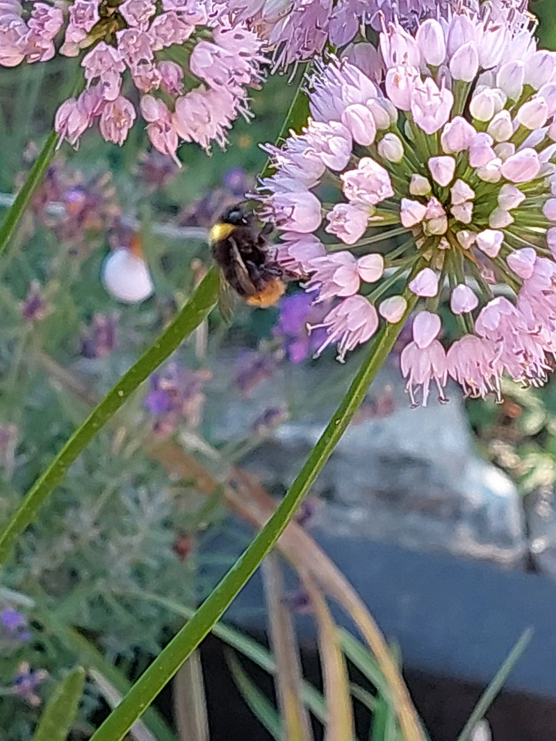 Een weidehommel zit op een roze bloem en verzamelt voedsel. De opname toont het insect van opzij in zijn natuurlijke omgeving.