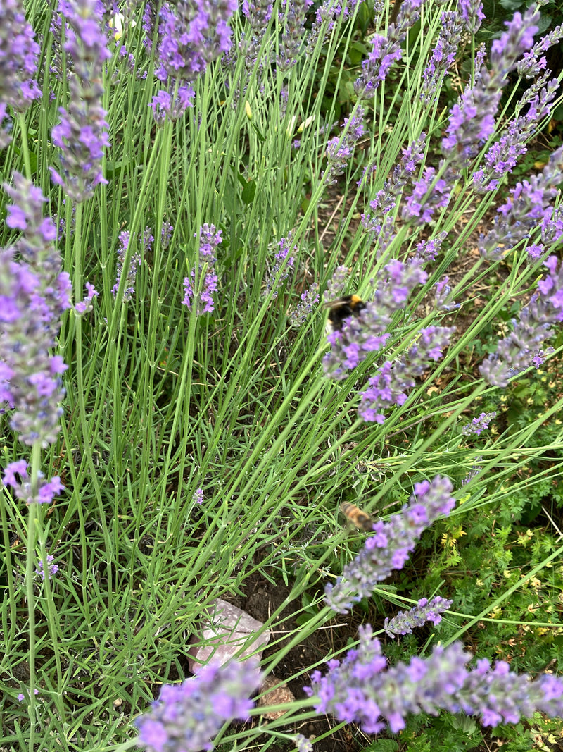 Een weidehommel zit op de paarse bloemen van een lavendelplant en verzamelt nectar.