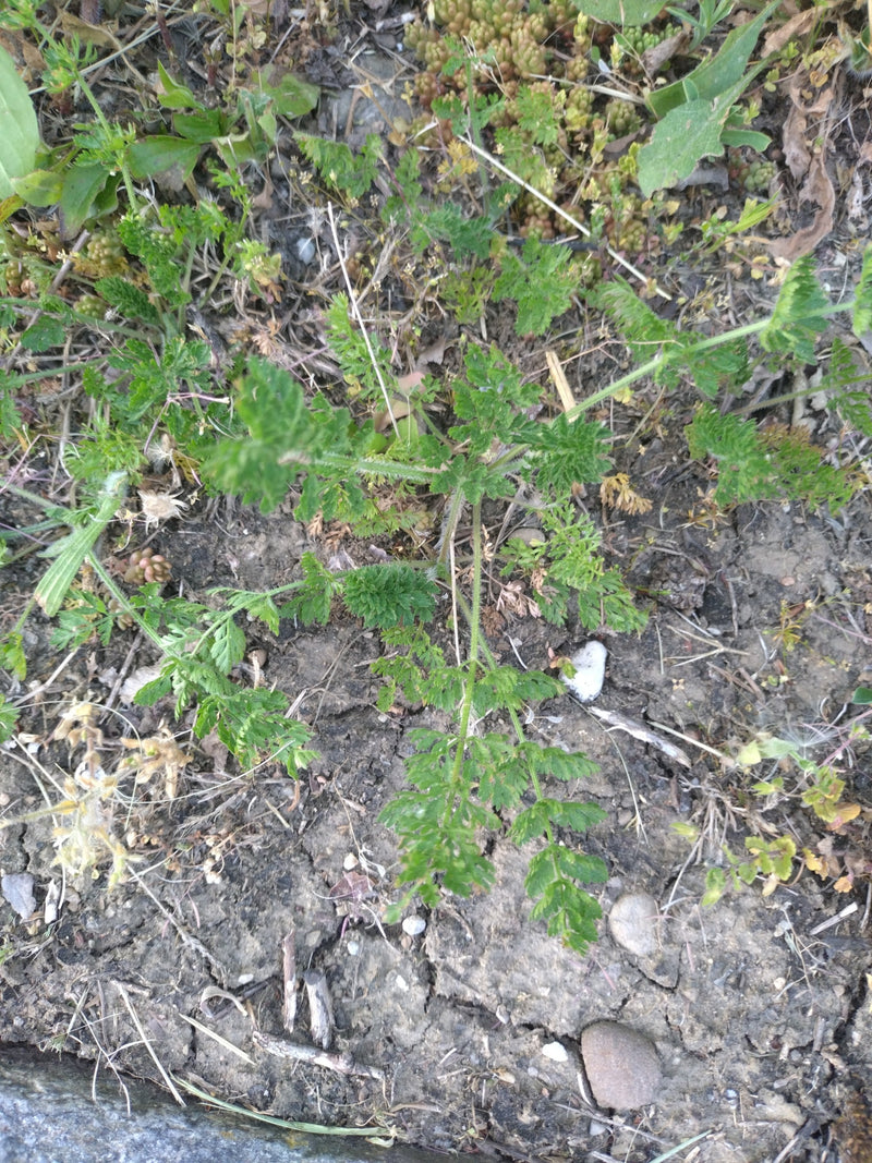Weidekervel — Bild 1