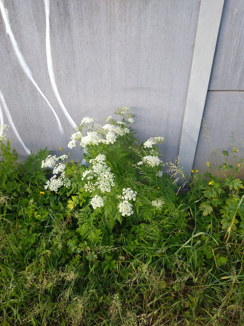 Te zien is een bloeiende fluitekruidplant met fijn blad en witte schermbloemen. Deze groeit in het gras voor een grijze betonnen muur.