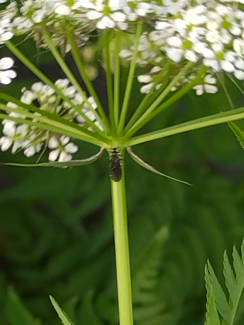 De afbeelding toont een bloeiende fluitenkruid met typische witte schermvormige bloemen. De plant staat in een groene omgeving.